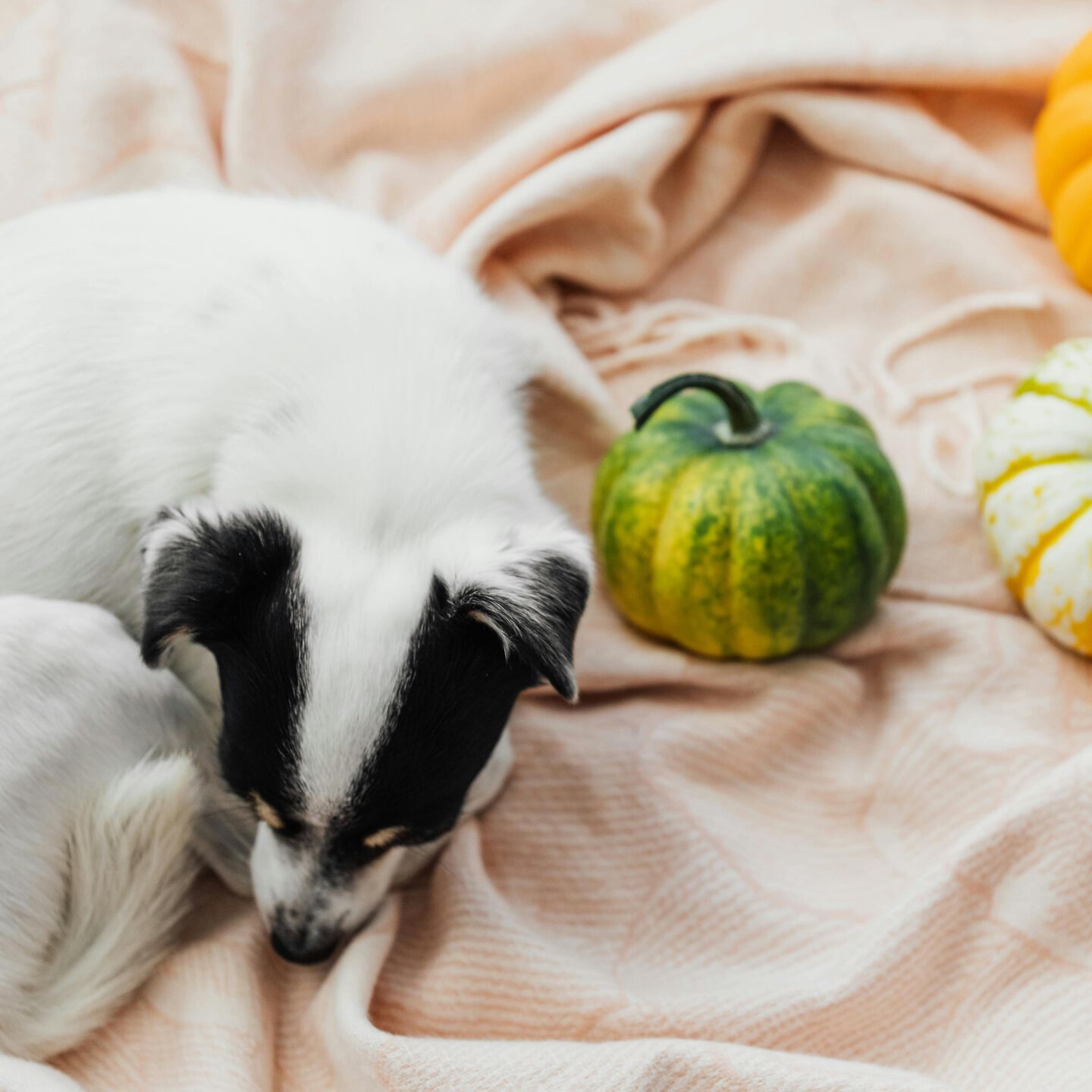 <b>WHAT FRUITS AND VEGETABLES CAN DOGS EAT?</b><br><br>Dogs can eat both meat and vegetables and these are the foods that are safe for them to munch on...</br>